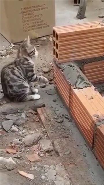 Кот строитель смотреть онлайн