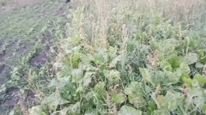 Август - урожай в закрома!!!