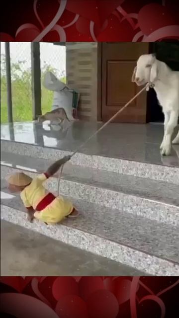 Обезьянка ведет козлика гулять смотреть онлайн