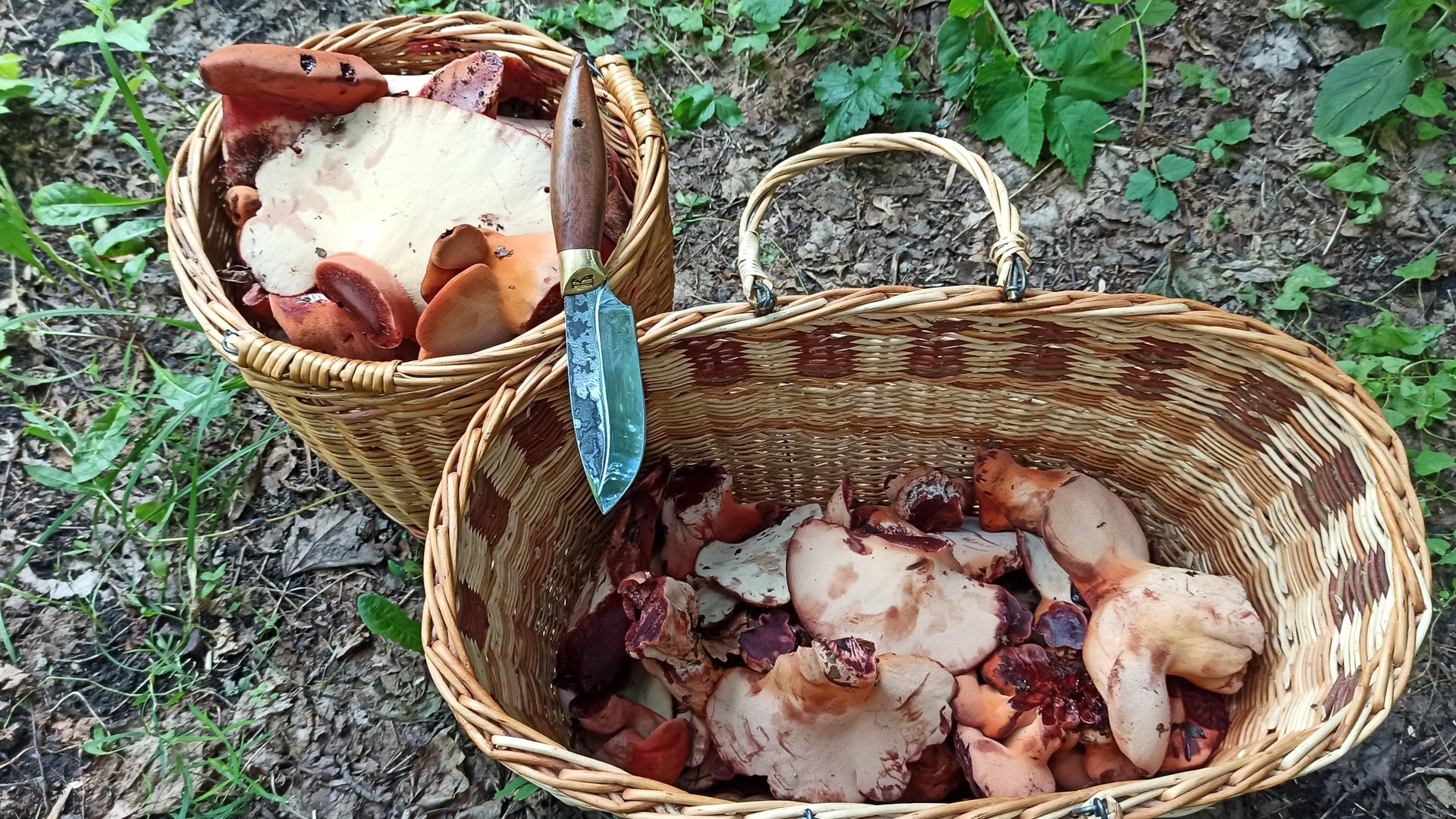 по грибы #6 сбор и поиск грибов печёночница обыкновенная, грибов валом Воронеж смотреть онлайн