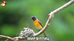 Мир птиц – красота и грация пернатых созданий Природы 🦩🦚🦜 Выпуск (409) 🦉🐦🐤