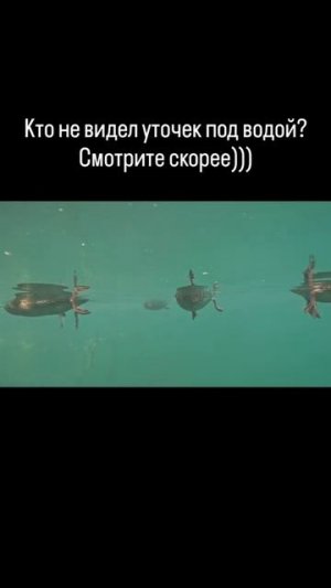 Ты точно не видел! 🦆