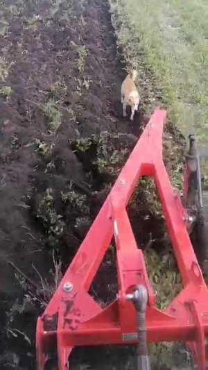 Надо вспахать люцерну? С плугом ПС-3/35 это легко! 👍🔥