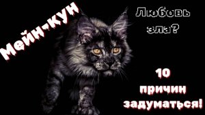 10 причин не заводить мейнкуна