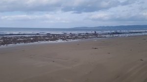 После шторма-панопея гуидак самый большой моллюск.