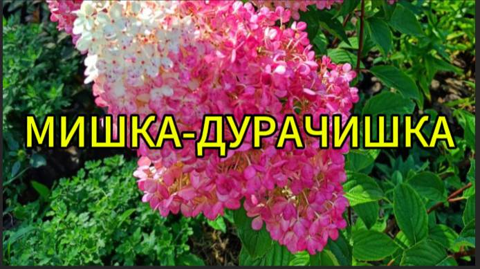 Мишка-дурачишка смотреть онлайн