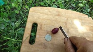 НОВНКА. ГФ Бакарди селекции Щереденкова В. А очень ранний виноград.