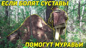 Древнее средство от хвори в суставах