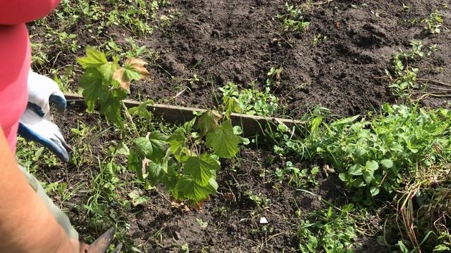 Осенью важно обработать кусты смородины. Это поможет ей плодоносить и даст хороший урожай. смотреть онлайн