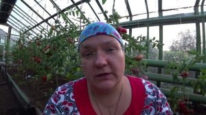 ТОП-10 сортов томатов