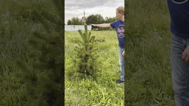 Участок в СНТ Нефтяник-3_Чертовицы_Воронеж смотреть онлайн