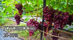 НАШ ВИНОГРАДНИК.  21.08.25. КУРСКАЯ ОБЛ