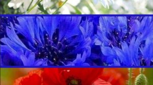 Поздравление с Днем Флага России 22 Августа