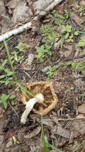 Нет грибов? Меняем место! 🤪