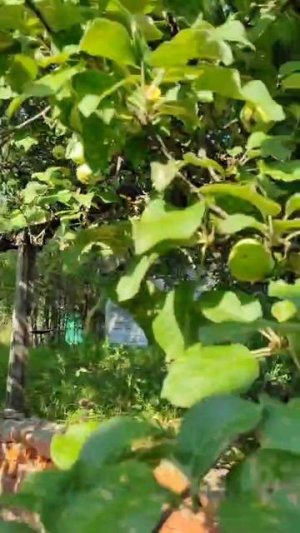 WhatsApp Video 2025-08-22 at 15.44.56