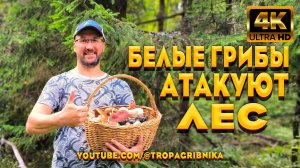 Грибники В ШОКЕ - Белые Грибы На Каждом Шагу И Не Дают Грибникам Выйти Из Леса.