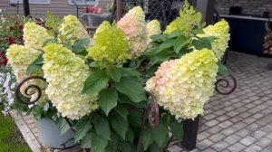 Пинки Промис ( Pinky Promise) - сорт метельчатой гортензии, который восхищает)