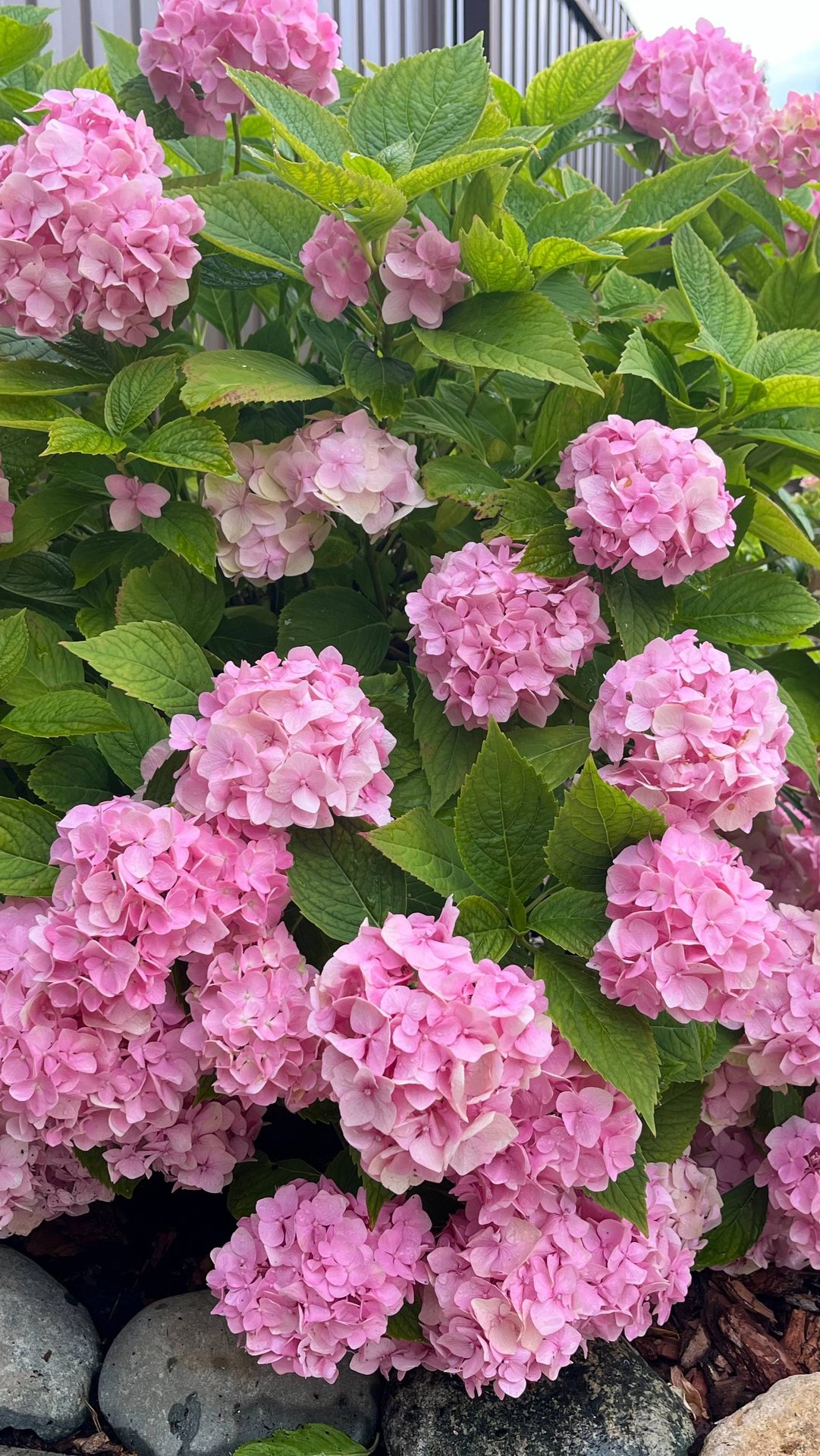 ОБЗОР МОИХ ГОРТЕНЗИЙ / ПОКУПОК / САДА / ОГОРОДА / ТЕПЛИЦЫ