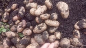 Американка (Ранняя Роза). Отменный, разваристый сорт картофеля 2025 год.