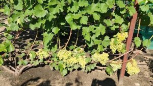 Г. ф. винограда Цимус. Воронеж.