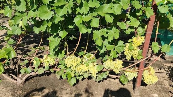 Г. ф. винограда Цимус. Воронеж.