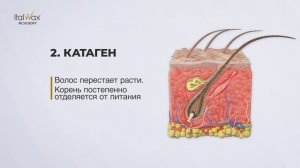 4. Стадии роста волос_озвучка