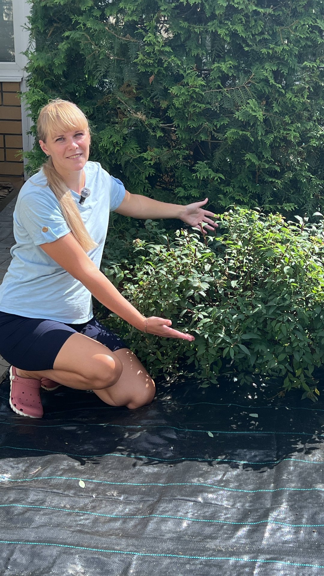 Спирея японская. Стрижка и обрезка смотреть онлайн