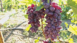 Серьги Артемиды Донское казачество.Мускат.