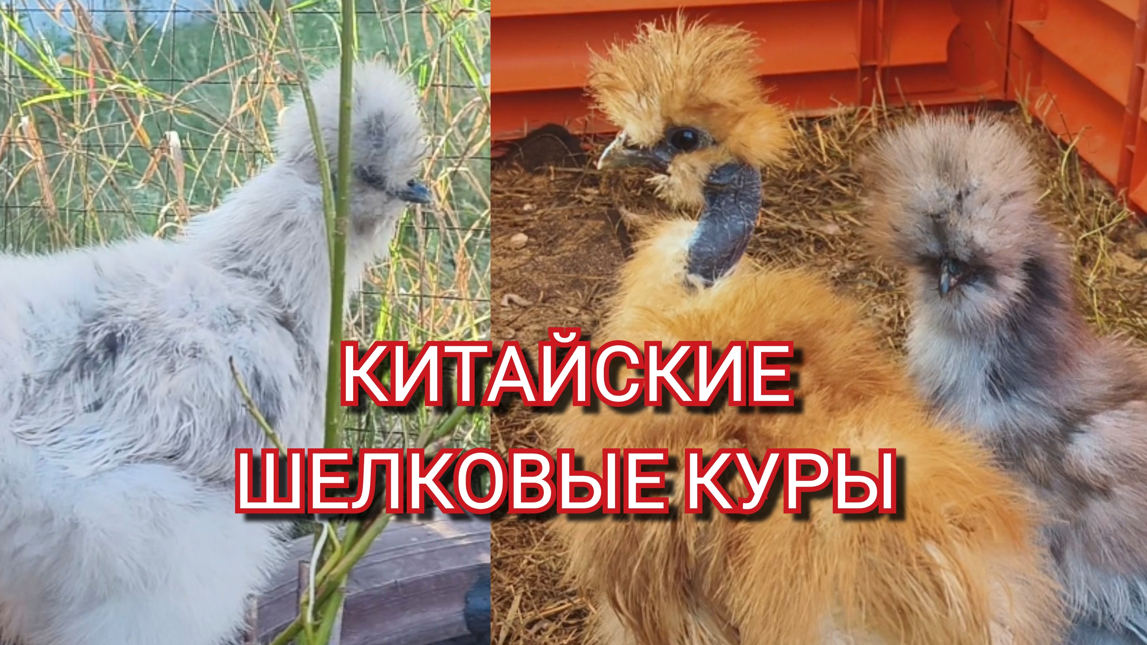 Китайские шелковые куры смотреть онлайн