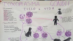 Жизненный цикл токсоплазмы Toxoplasma gondii: стадии и особенности развития