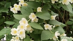 🌸🌸🌸ЦВЕТОК ЖАСМИНА....
Любовь Великанова ❤️💐