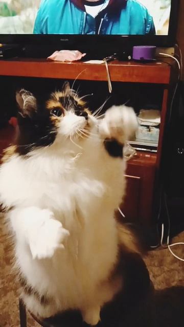 Красотка Нюша 😽❤