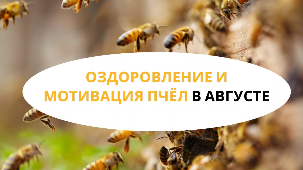 Оздоровление и мотивация пчёл в августе смотреть онлайн
