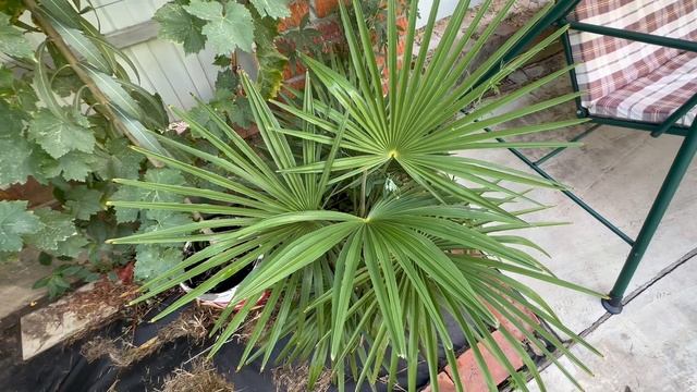 Пальма Трахикарпус Форчуна смотреть онлайн