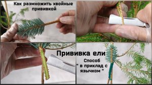 Как размножить хвойные прививкой. Прививка ели.