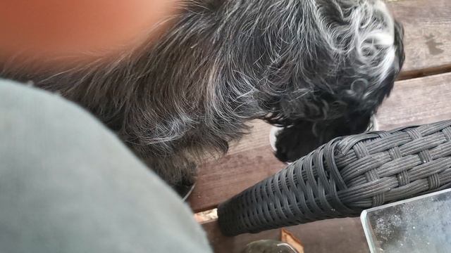 СОЧИ ГОРНОЕ ЛОО УТРО 22.08.2025 смотреть онлайн