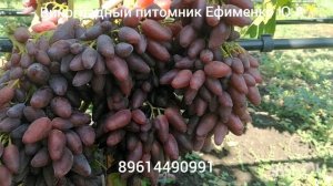 Виноград Джокер