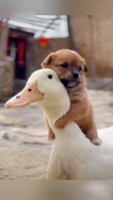 Щенок дрожит, но утка… делает НЕВОЗМОЖНОЕ!  Что было дальше?