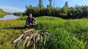 Мощные голодные щуки на спиннинг.