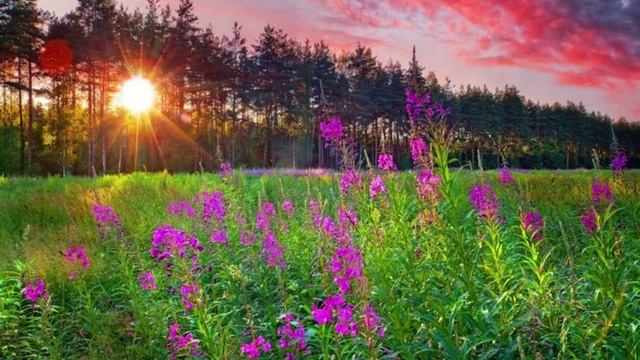 Иван-чай (клип)