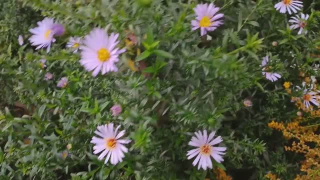 Лордотакси 😎Гуляем 🥰Новая кофточка у Псына Лорда 🐶Уже чувствуется осень ☘️Природа🌸 смотреть онлайн