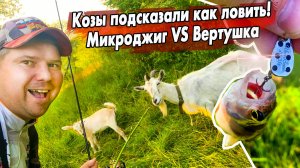 Ловля окуня в цветущей воде! / Эксперимент микроджиг или вертушка! / Влияние цвета