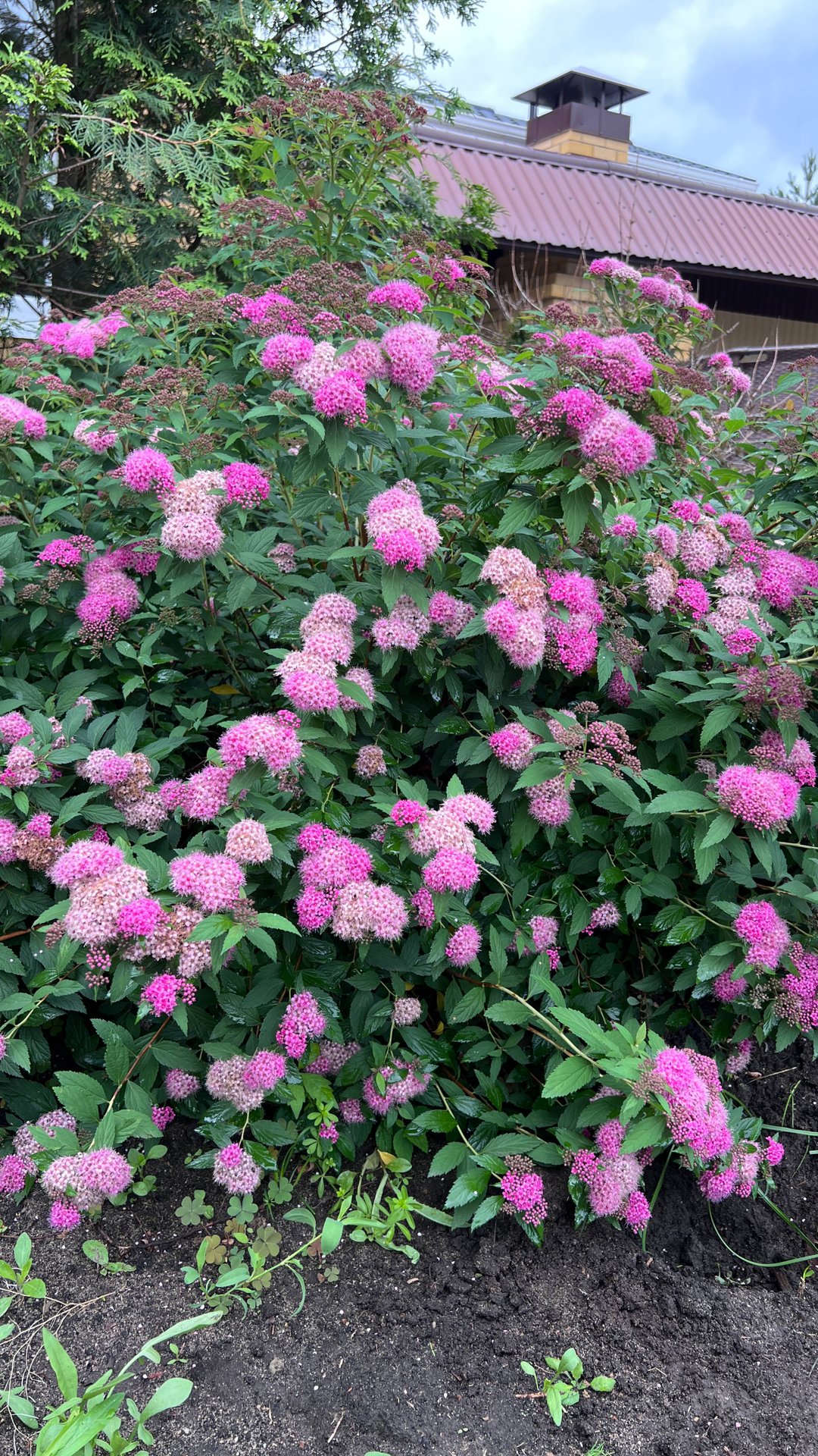 Спирея японская. Цветение смотреть онлайн