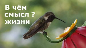 В чем смысл жизни