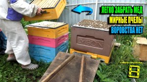 СКОЛЬКО МЕДА ПРИНЕСЛИ ПЧЕЛЫ В ДОЖДЛИВОЕ ЛЕТО? КАК СПОКОЙНО ЗАБРАТЬ МЕД У ПЧЕЛ? ПЧЕЛОВОДСТВО 25-29