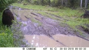 Медведь на дороге