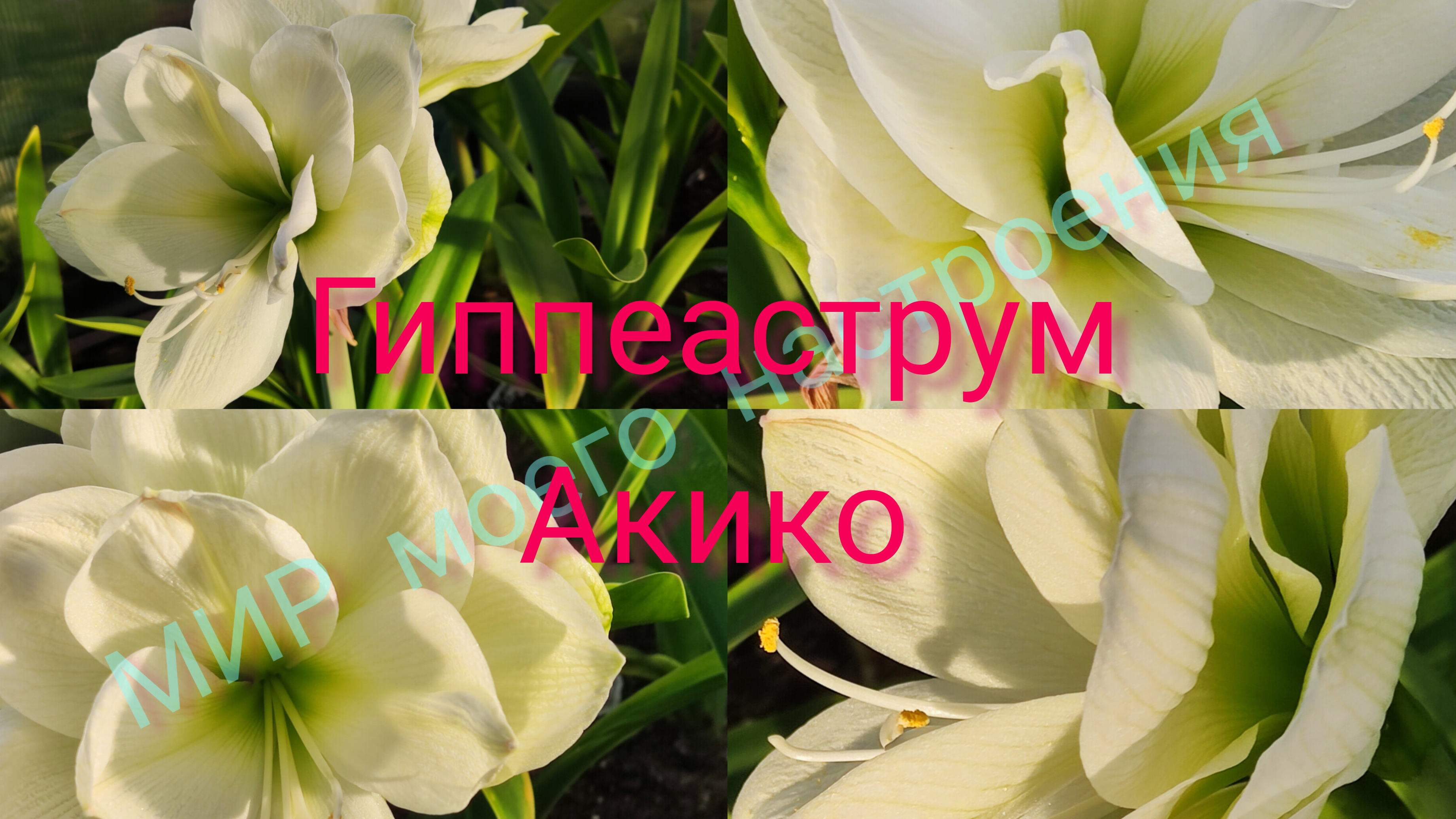 16.08.25 Дача.Гиппеаструм Акико смотреть онлайн