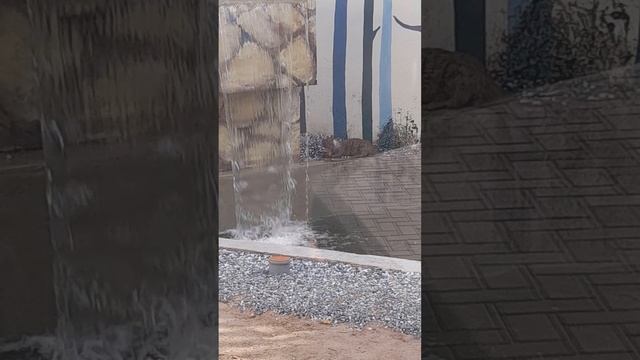 Кенгуру, Енот, Выдра и Мишки смотреть онлайн