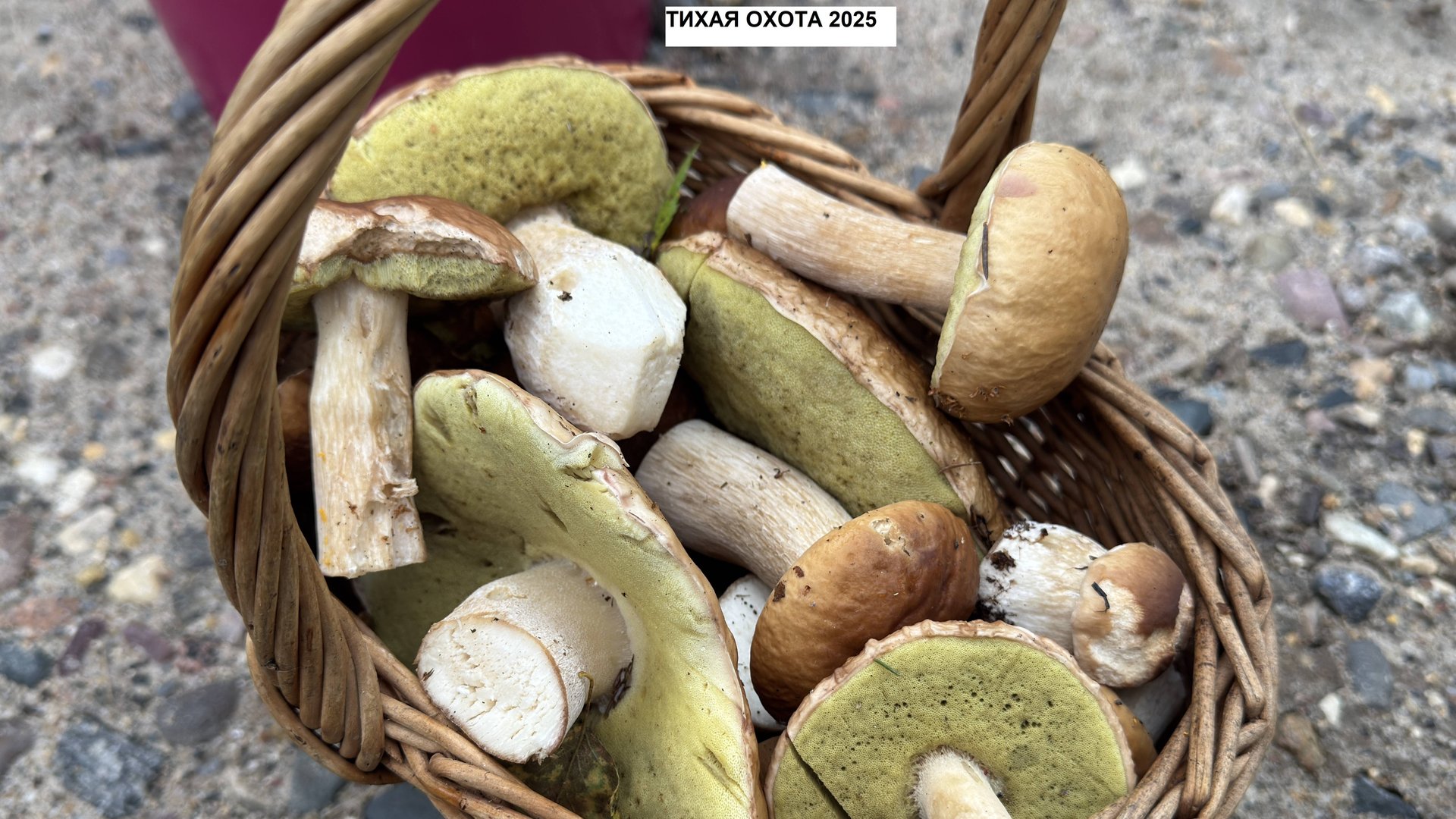 Тихая охота. Нарезка сбора грибов))))