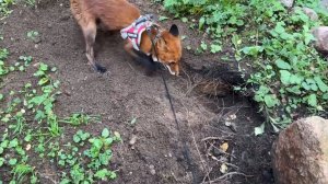 Лиса-Алиса. Лис Игнис в полном обмундировании занят делом